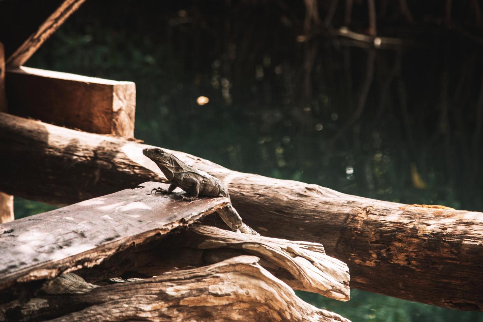 Uman Glamping & Cenote Tulum Hotel Luaran gambar